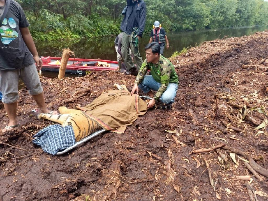 Harimau Sumatera Masuk Perangkap di Pelalawan, BBKSDA Riau Tingkatkan Upaya Pencegahan Konflik