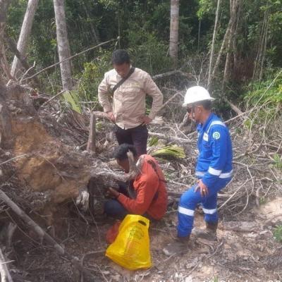 BBKSDA Telusuri Laporan Dugaan Jejak Kaki Harimau di Siak