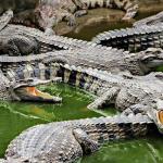 Waspada! Buaya Lepas dari Penangkaran di Pulau Bulan, Nelayan Diminta Berhati-Hati