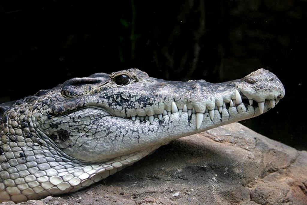 Buaya Nyasar ke Permukiman di Kemuning Inhil Berhasil Diamankan