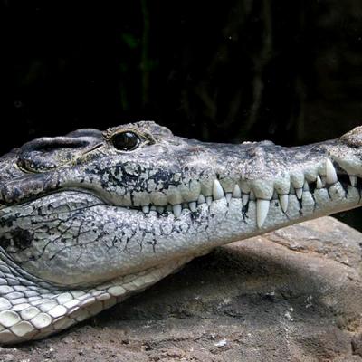Buaya Nyasar ke Permukiman di Kemuning Inhil Berhasil Diamankan