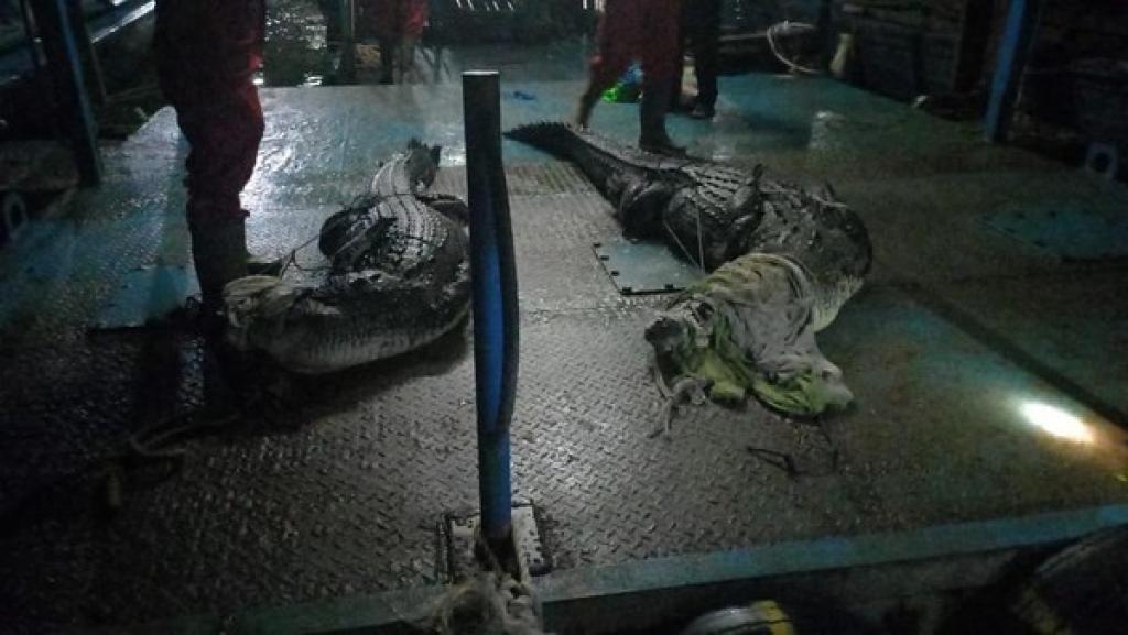 DPRD Kepri Desak PT PJK Tanggung Jawab Atas Insiden Buaya Lepas di Batam