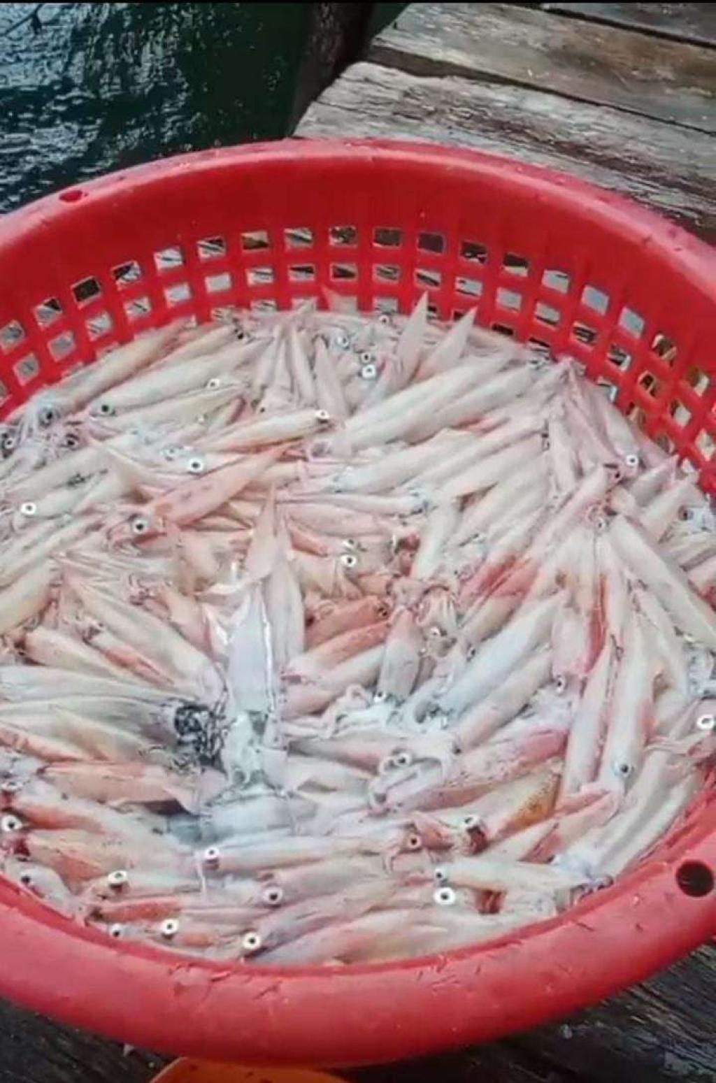 Tangkapan Cumi Melimpah, Nelayan Pulau Tiga Natuna Sumringah