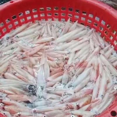 Tangkapan Cumi Melimpah, Nelayan Pulau Tiga Natuna Sumringah