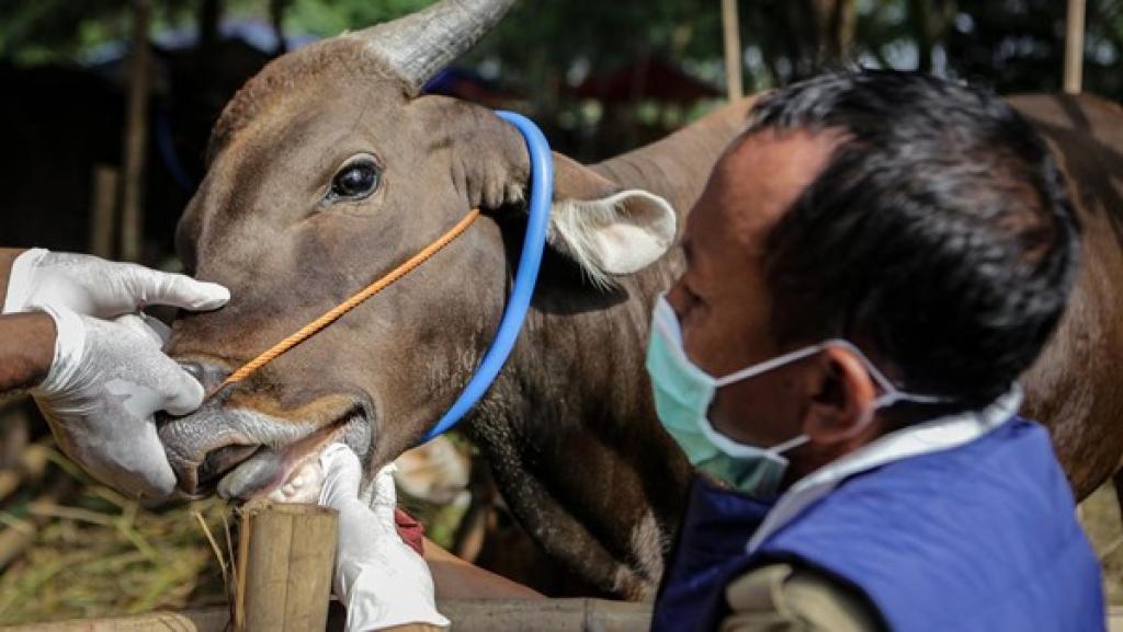 Wabah PMK Meluas di Riau: 68 Kasus Tersebar di 6 Kabupaten, Peternak Diminta Waspada