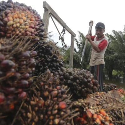 Harga TBS Kelapa Sawit Mitra Swadaya Pekan ini di Riau Turun 4,96%, Ini Rinciannya