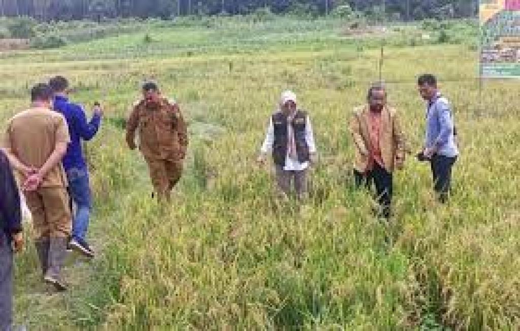 Pemkab Natuna Tetapkan 342,63 Hektare sebagai Lahan Pertanian Pangan Berkelanjutan