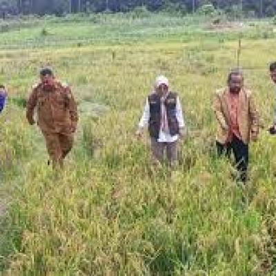 Pemkab Natuna Tetapkan 342,63 Hektare sebagai Lahan Pertanian Pangan Berkelanjutan