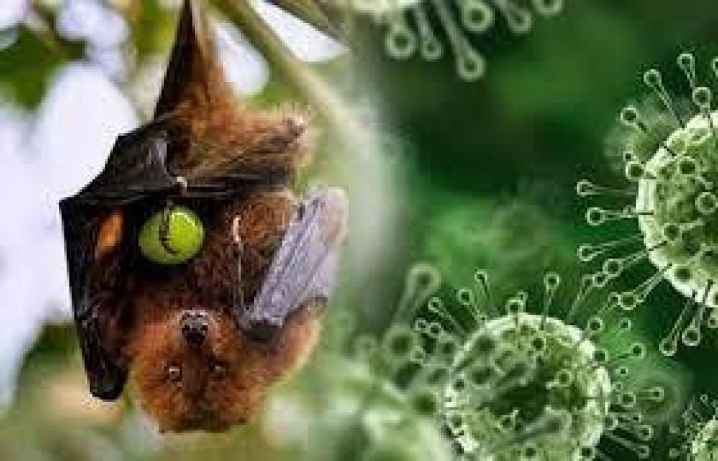 Cegah Masuknya Virus Nipah, Dinkes Tanjungpinang Perketat Pengawasan