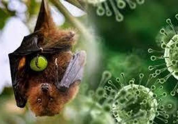 Cegah Masuknya Virus Nipah, Dinkes Tanjungpinang Perketat Pengawasan