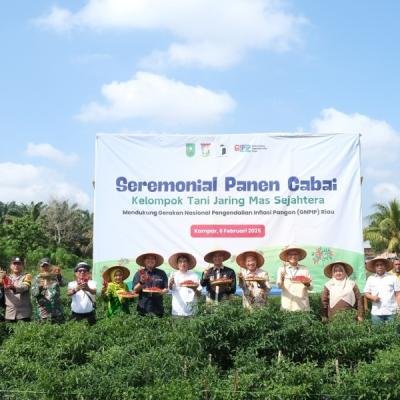 Panen Perdana Cabai Merah di Kampar: Solusi GNPIP Riau untuk Stabilitas Harga Pangan