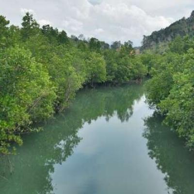 Koperasi Mangrove Lestari Kuasai Separuh Hutan Mangrove Lingga, Ini Kata Kadis LH
