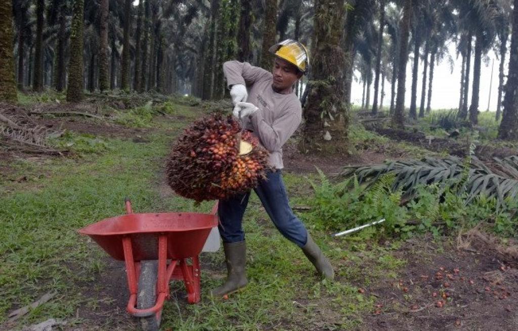 Segini Harga TBS Kelapa Sawit Mitra Swadaya di Riau Periode 8-14 Januari 2025