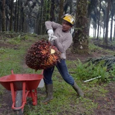 Segini Harga TBS Kelapa Sawit Mitra Swadaya di Riau Periode 8-14 Januari 2025