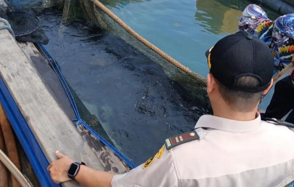 Barantin Kepri Fasilitasi Ekspor 1.600 Ekor Ikan Kerapu Hidup ke Singapura Senilai Rp70 Juta