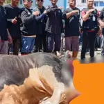 Momen Langka, Warga Bengkalis Antusias Saksikan Sapi Jumbo Bantuan Presiden