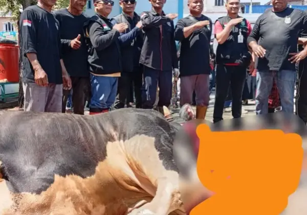 Momen Langka, Warga Bengkalis Antusias Saksikan Sapi Jumbo Bantuan Presiden