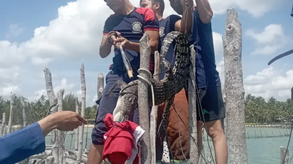 Respon Laporan Warga, Damkar Natuna Berhasil Evakuasi Seekor Buaya