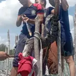 Respon Laporan Warga, Damkar Natuna Berhasil Evakuasi Seekor Buaya