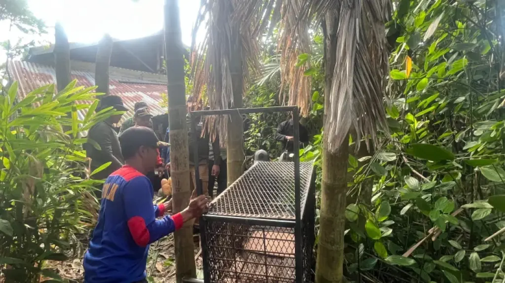 Warga Pelalawan Diserang Beruang Madu, BBKSDA Riau Pasang Kandang Jebak