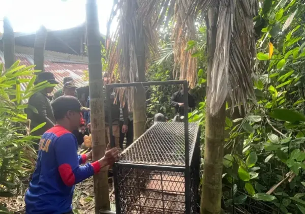 Warga Pelalawan Diserang Beruang Madu, BBKSDA Riau Pasang Kandang Jebak