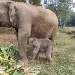 Kabar Gembira dari Tesso Nilo, Anak Gajah Sumatra Lahir dengan Berat 126 Kg