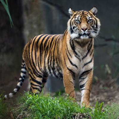BPBD Siak Desak BBKSDA Riau Ambil Tindakan Cepat untuk Hindari Korban Harimau