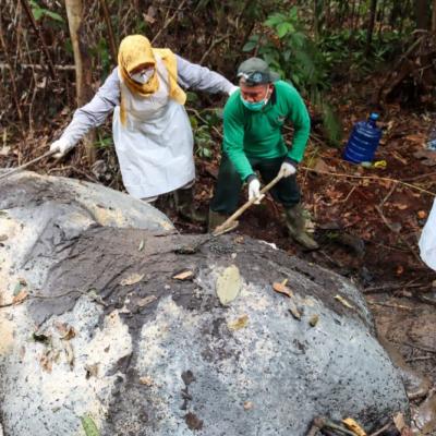 Gajah Sumatera di Ukui Mati Ditembak, Polisi Temukan Dua Proyektil Peluru