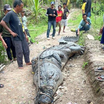 Berenang Dekat Pemukiman Warga, Buaya 'Monster' Berhasil Ditangkap