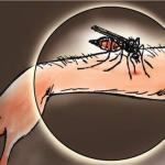129 Warga Terserang Malaria, Pemko Tanjungpinang Fokus Tangani Senggarang dan Kampung Bugis