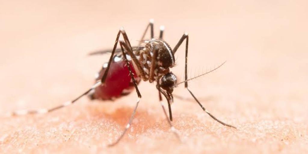 Lonjakan Kasus DBD di Riau, Diskes Minta Warga Aktif Cegah Penyebaran