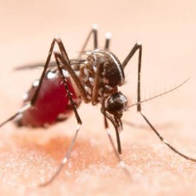 Lonjakan Kasus DBD di Riau, Diskes Minta Warga Aktif Cegah Penyebaran