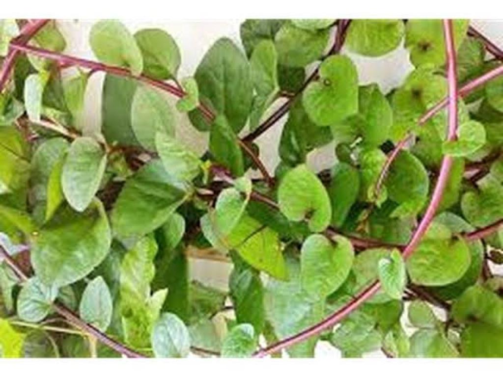 Kenali Aneka Manfaat Daun Binahong Bagi Kesehatan