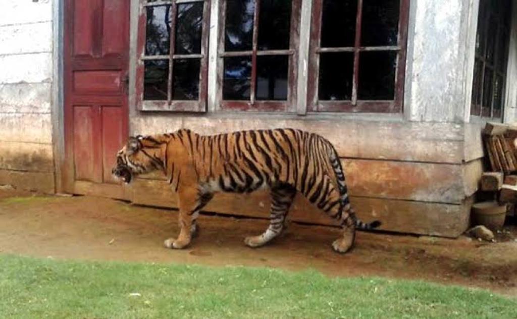 Konflik Manusia dan Harimau di Riau Meningkat: Deforestasi Jadi Sorotan Utama