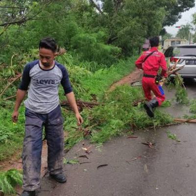 Banyak Pohon Tumbang Akibat Angin Kencang, Disperkimtam Batam Siagakan Satgas Khusus