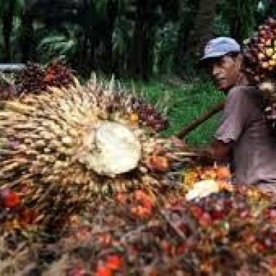 Harga TBS Sawit Swadaya di Riau Naik 2,51%, Petani Bisa Tersenyum