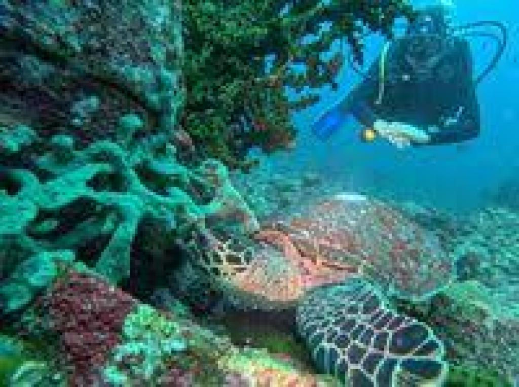 Pulau Senoa, Rumah Sunyi Penyu di Ujung Utara Indonesia