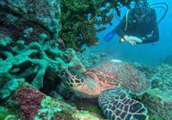 Pulau Senoa, Rumah Sunyi Penyu di Ujung Utara Indonesia