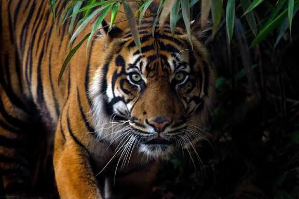 BBKSDA Riau Turunkan Tim Gabungan Cek Laporan Penampakan Harimau di Desa Penghidupan