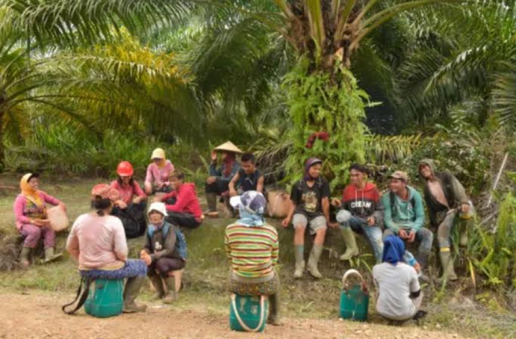 Berlaku Mulai 1 Januari 2025, Segini Upah Minimum Sektor Pertanian dan Perkebunan di Riau