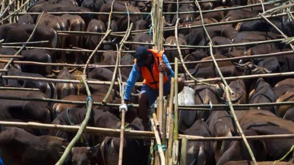 Kasus Penyakit Mulut dan Kuku di Riau Bertambah, 32 Ternak Terpapar