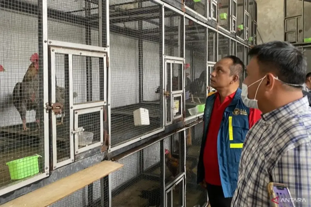 Polda Kepri Ungkap Penyelundupan 51 Ayam Bangkok dari Malaysia ke Batam