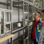 Polda Kepri Ungkap Penyelundupan 51 Ayam Bangkok dari Malaysia ke Batam