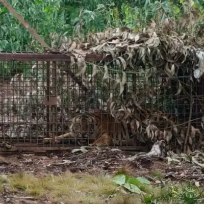 BBKSDA Riau Berhasil Tangkap Harimau Yang Serang Pekerja