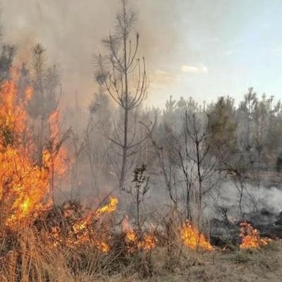 5 Kecamatan di Rohil Masuk Zona Rawan Karhutla, BPBD Gencar Lakukan Patroli
