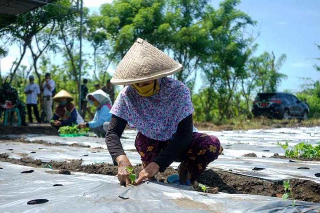 Dorong Ketahanan Pangan, Pjs Bupati Bengkalis Tanam 20.000 Bibit Cabai Bersama Kelompok Tani Milenial