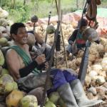 Angin Segar bagi Petani! Harga Kelapa di Pelalawan Tembus Rp6.930 per Kg