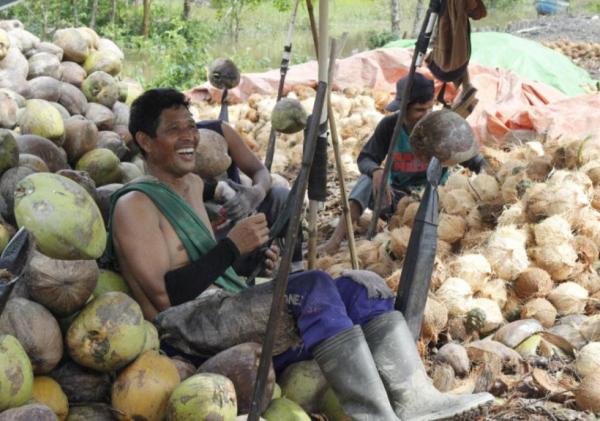 Angin Segar bagi Petani! Harga Kelapa di Pelalawan Tembus Rp6.930 per Kg