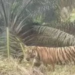 Waspada! Harimau Sumatera Terekam Kamera di Permukiman Teluk Lanus Siak