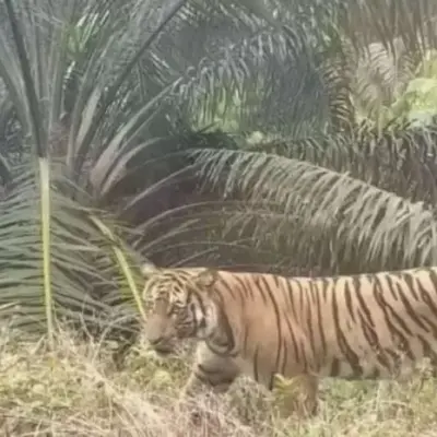 Waspada! Harimau Sumatera Terekam Kamera di Permukiman Teluk Lanus Siak